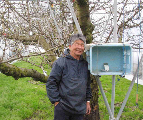 さくらんぼ名人の菊地さん